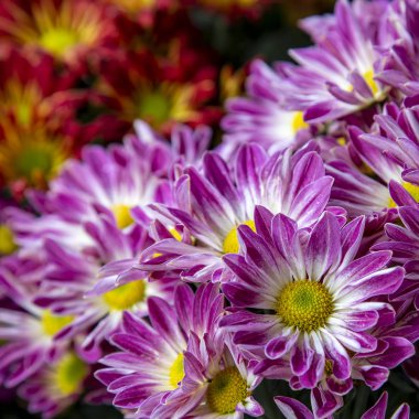 Kasımpatı çiçeğini kapat.