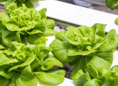 Organik hydroponic yetiştirme çiftliği