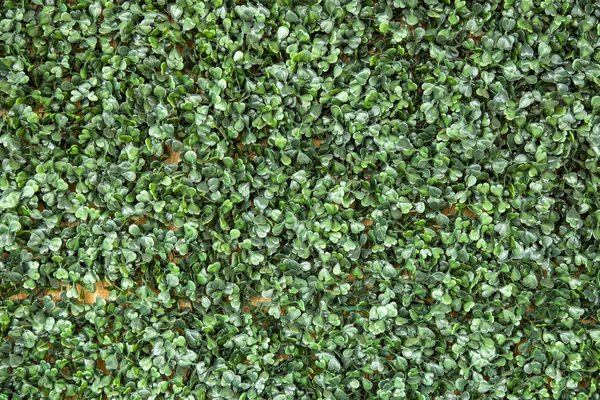 Groene blad kunstmatige op muur — Stockfoto