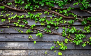Ahşap tahta üzerinde yaprak yeşil sarmaşık