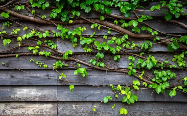 Ahşap tahta üzerinde yaprak yeşil sarmaşık — Stok fotoğraf