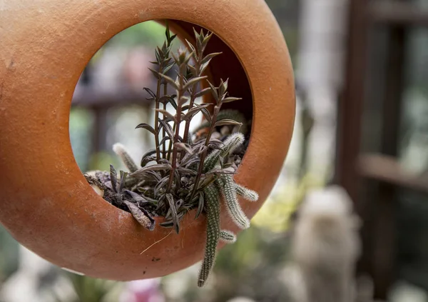 Kaktus växt i lerkrukor — Stockfoto