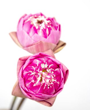 Lotus yaprakları çiçek Tay tarzında katlama