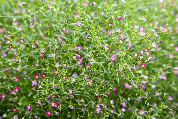 Brudslöja (Baby's Breath) — Stockfoto