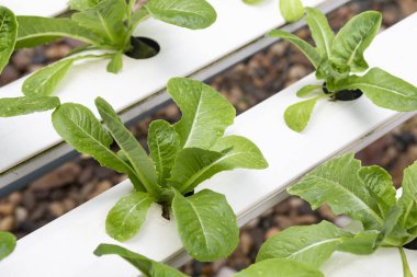 Bitkisel organik hidroponik