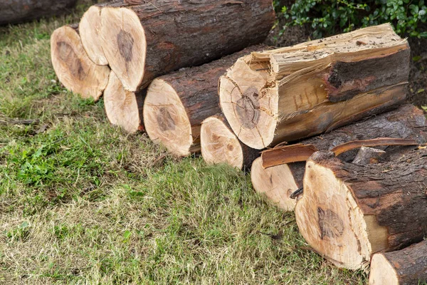 Freshly cut pine wood logs — Stock Photo, Image