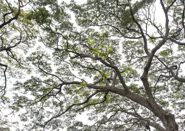 Under the tree with branch — Stock Photo, Image