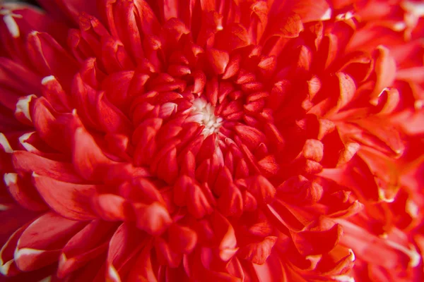 Red chrysanthemum flower — Stock Photo, Image