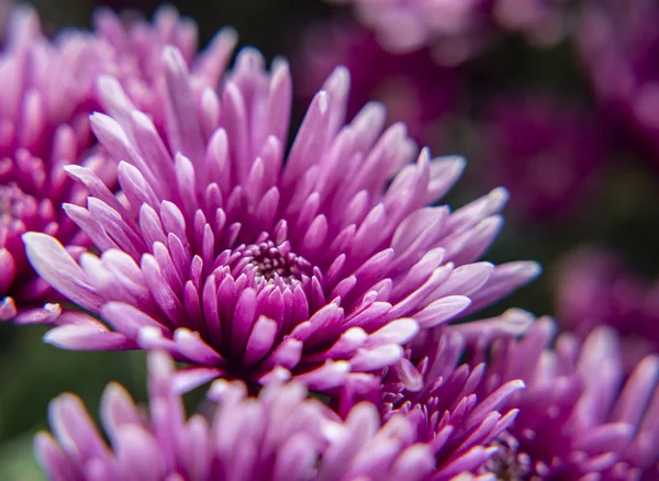 Close up of chrysanthemum flower — Stock Photo, Image
