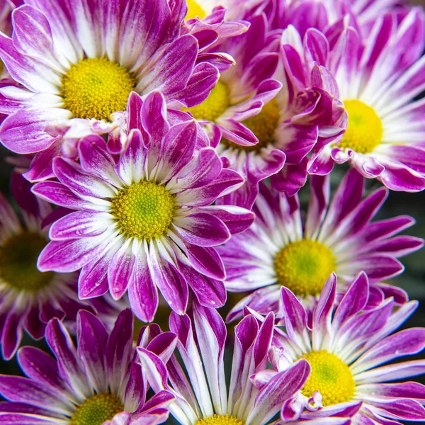 Close up of chrysanthemum flower — Stock Photo, Image