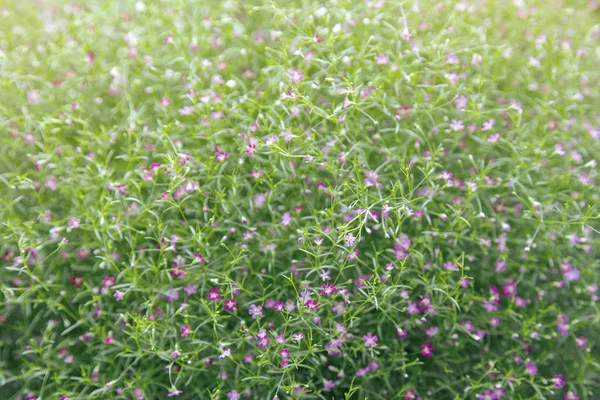 Gypsophila paniculata (Baby's Breath) — Stok fotoğraf