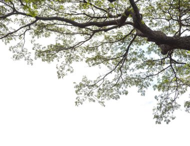 ağacın altında şubesi ile