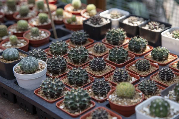 Grupo de cactus — Foto de Stock