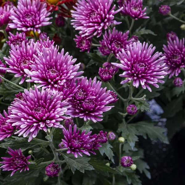 Gros plan de fleur de chrysanthème — Photo