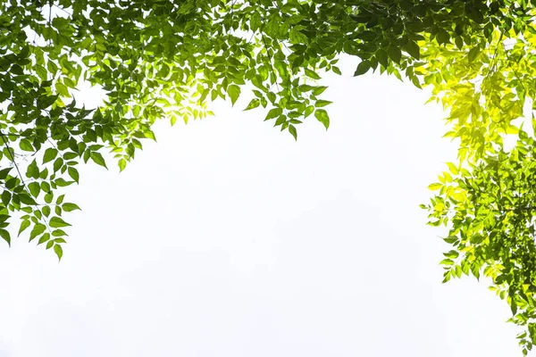 Hoja verde sobre fondo blanco — Foto de Stock