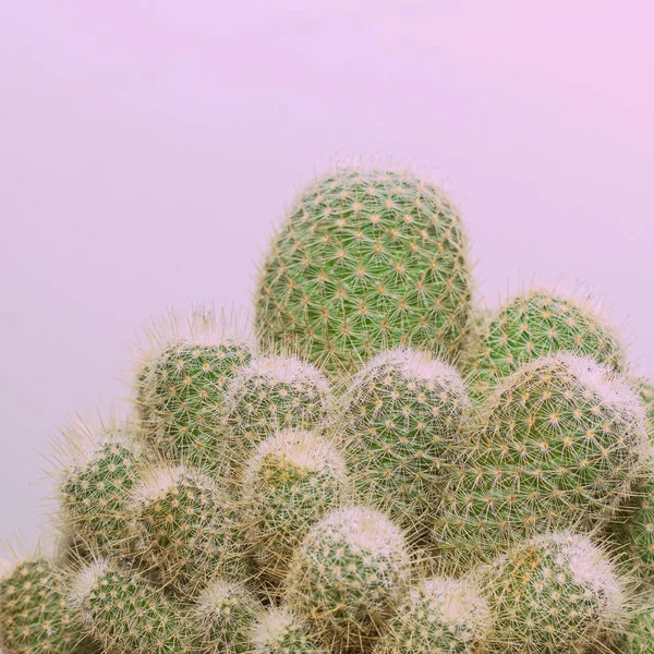 Pianta di cactus con spine — Foto Stock