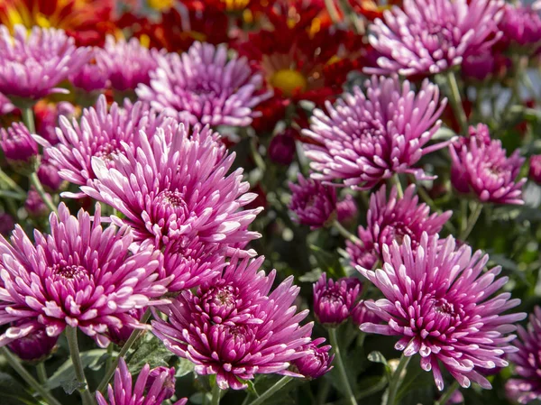 Nahaufnahme der Chrysanthemenblüte — Stockfoto