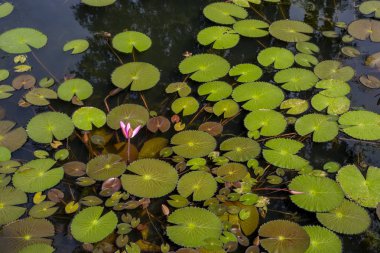 Gölette yeşil yapraklı nilüfer