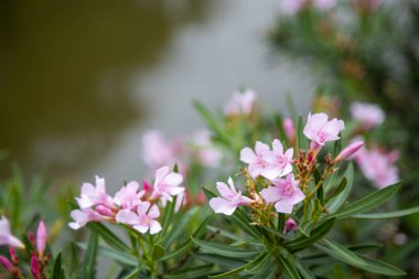 Pembe çiçekli gölet arkaplanı