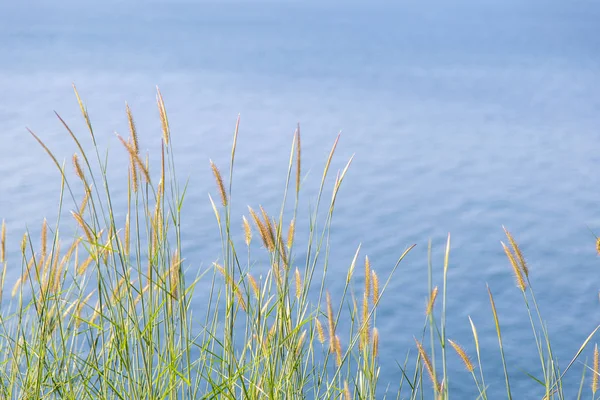 Pennisetum (grama de penas) com mar — Fotografia de Stock