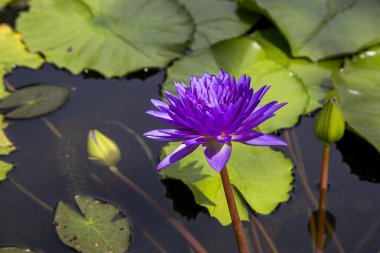 Su birikintisi içinde çiçek açan lotus çiçeği