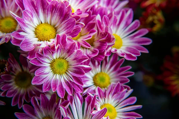 Close Chrysanthemum Flower Blooming Garden — Stock Photo, Image