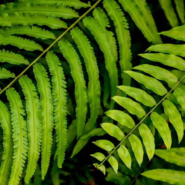 Hoja Helecho Jardín — Foto de Stock