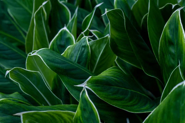 Крупним Планом Текстура Зеленого Листя Тла — стокове фото