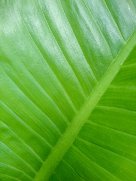 Крупним Планом Свіжий Зелений Лист Фону — стокове фото