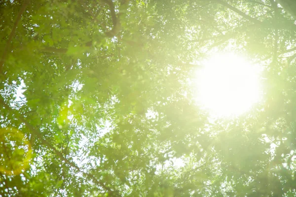 Abstrakt Oskärpa Grönt Träd Med Ljus Från Solen — Stockfoto