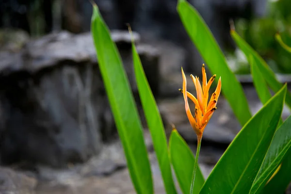 Flor Tropical Heliconia Psittacorum Jardim — Fotografia de Stock