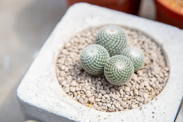 Cactus Maceta Con Decoraciones Piedra — Foto de Stock