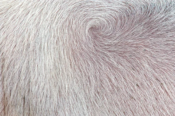 白い水牛の羽の背景 — ストック写真