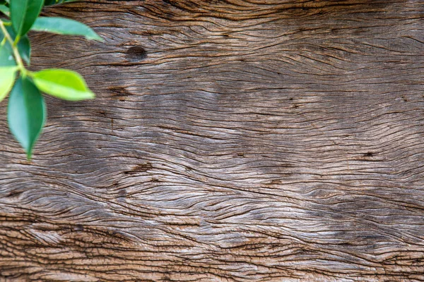 Hintergrund Aus Holzbrett Mit Grünem Blatt — Stockfoto