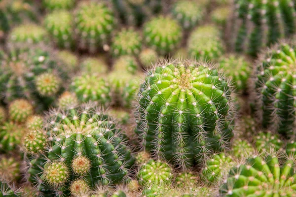 Close Green Tropical Cactus Background — Stock Photo, Image