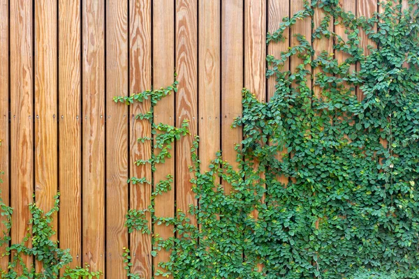 Hiedra Hoja Verde Pared Del Tablero Madera — Foto de Stock