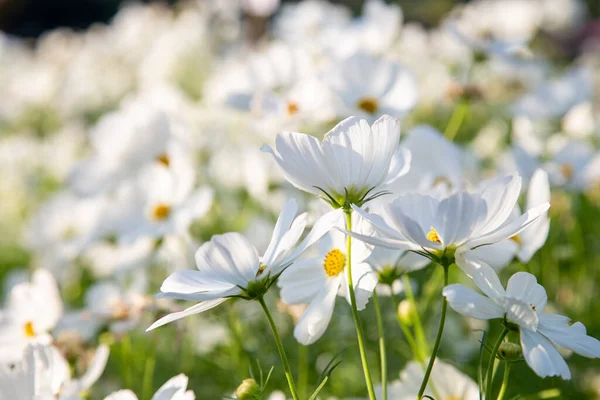 Белые Цветы Космоса Цветущие Саду — стоковое фото