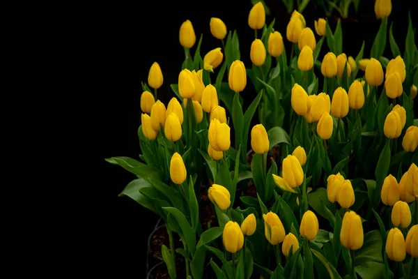 Ομάδα Λουλουδιών Τουλίπας Ανθίζουν Στον Κήπο — Φωτογραφία Αρχείου