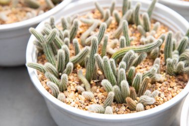 Taş süslemeli kaktüs.