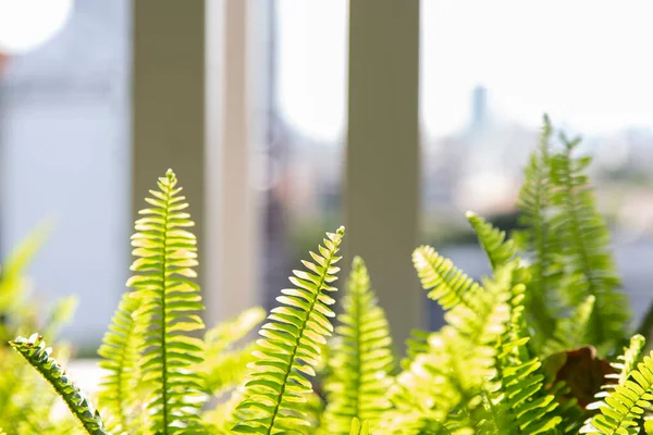 Fechar Samambaia Folha Verde Com Luz — Fotografia de Stock