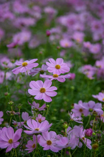 Pink Cosmos Flowers Blooming Garden — Stock Photo, Image