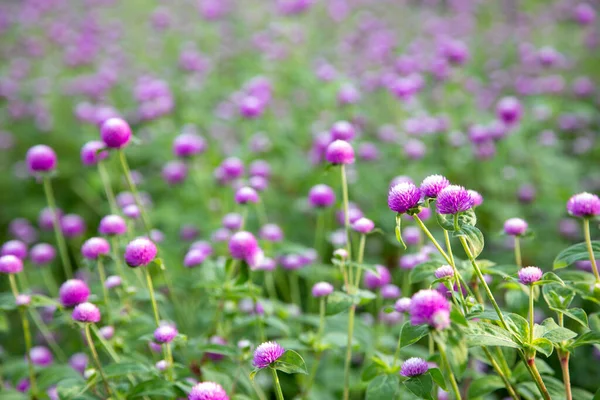 Nahaufnahme Lila Blüten Gomphrena Globosa Garten — Stockfoto