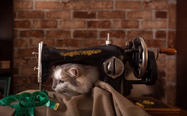 Kabarık kedi çalış ve yeşil ölçüm bandı çaldı. Terzi Atölyesi. Eski dikiş makinesi.