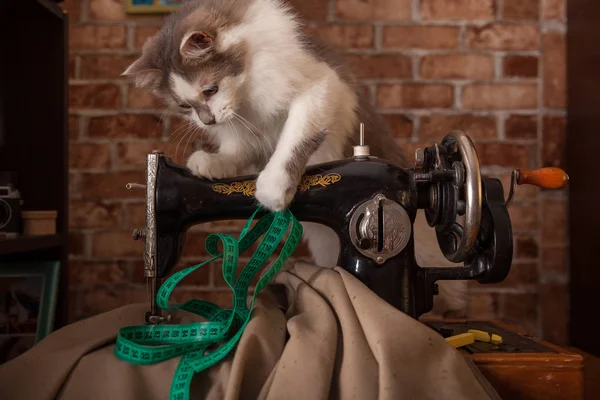 Kabarık kedi çalış ve yeşil ölçüm bandı çaldı. Terzi Atölyesi. Eski dikiş makinesi.