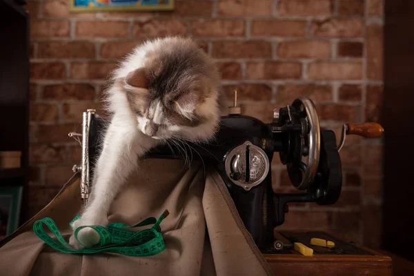 Kabarık kedi çalış ve yeşil ölçüm bandı çaldı. Terzi Atölyesi. Eski dikiş makinesi.