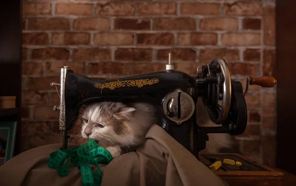 Načechraný Kočka Hraje Ukradne Zelené Měřicí Pásky Krejčovská Dílna Starý Stock Obrázky