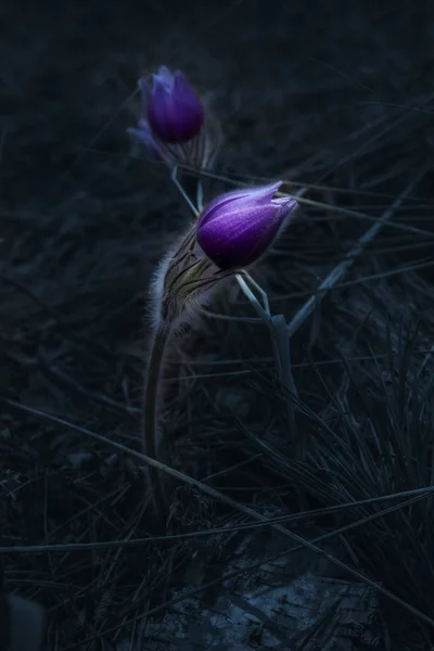 Bahar Ormanı Vahşi Pasque Çiçek Boşaltmak Ile Karanlık Mood Arka — Stok fotoğraf