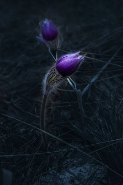 Spring Forest Wild Pasque Bloem Dark Mood Achtergrond Met Copyspace — Stockfoto