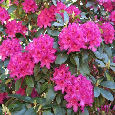baharda bir rhododendron çalı üzerinde güzel büyük mor çiçekler