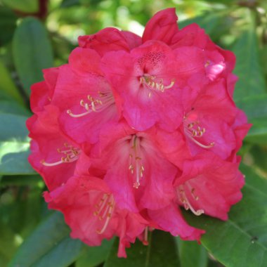 baharda bir rhododendron çalı üzerinde güzel büyük mor çiçekler